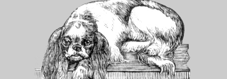 Gammal bild på en blenheimspaniel
